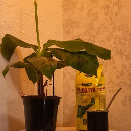 Banana Surf House Гостевой дом Лос Кристианос