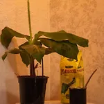 Banana Surf House 招待所 洛斯克里斯蒂亚诺斯