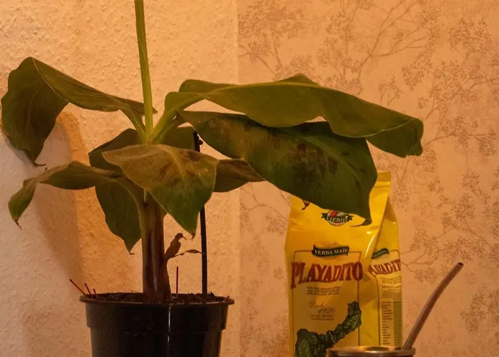 Banana Surf House Gasthof Los Cristianos (Tenerife)